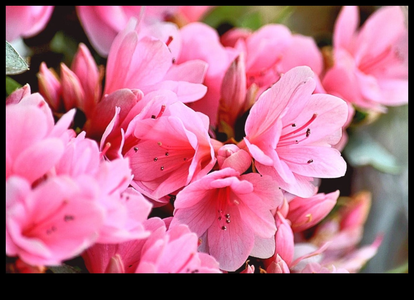 Ziedu simfonija: dabas saskaņošana ar pārdomātu dārza kopšanu