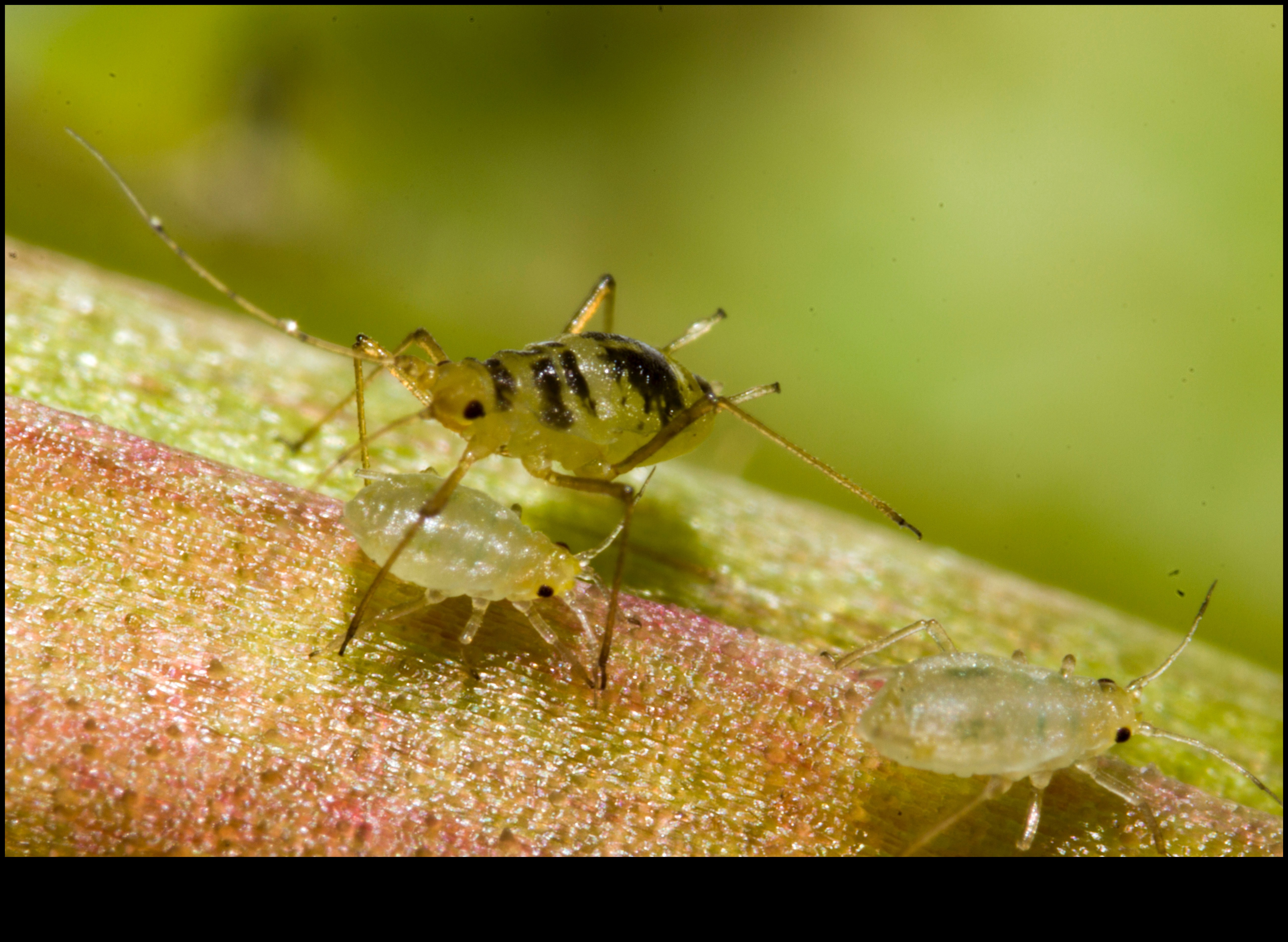 Rāpošana, rāpošana un kontrole: dārza kaitēkļu aizsardzības apguve