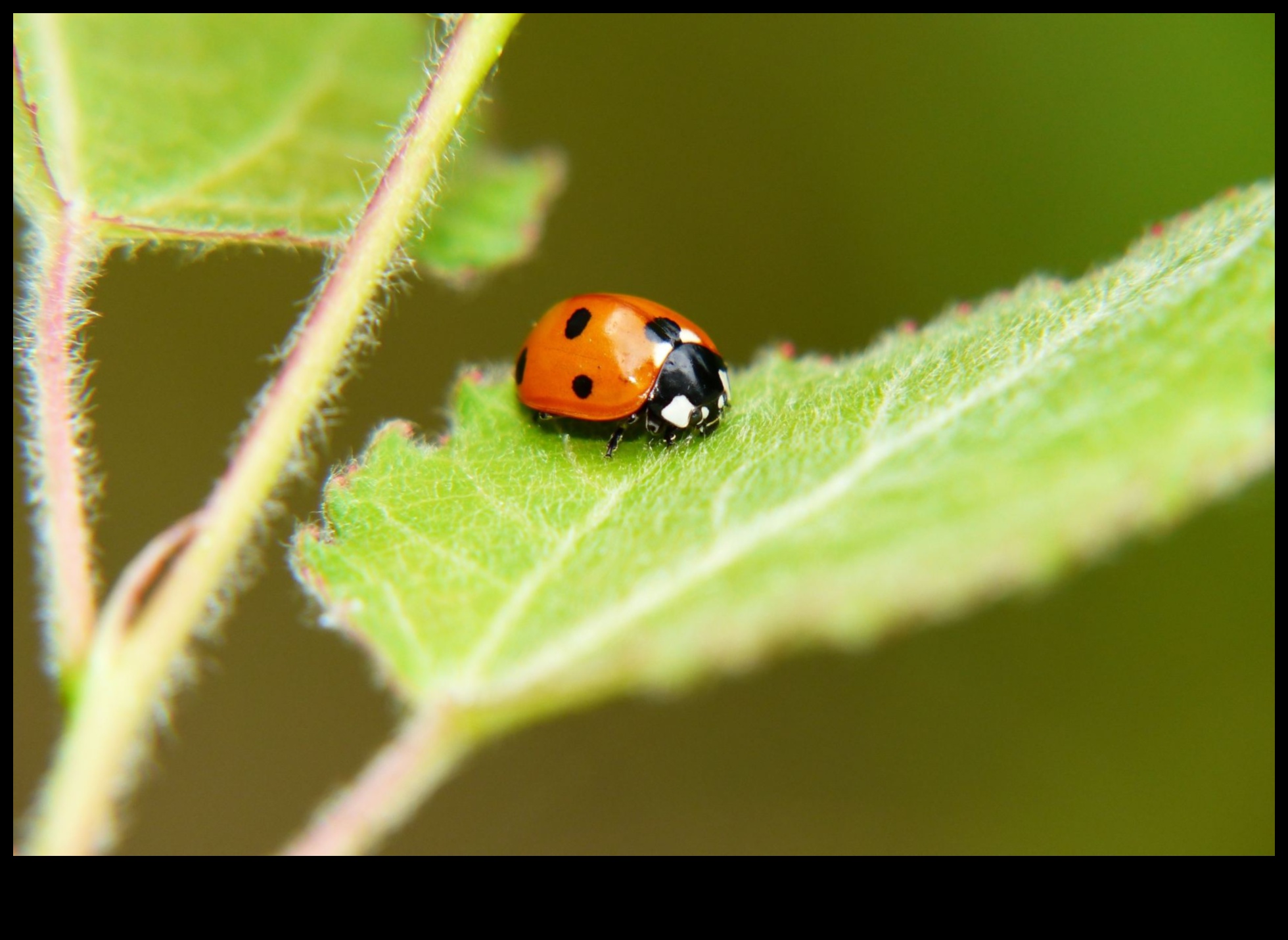 Rāpošana, rāpošana un kontrole: dārza kaitēkļu aizsardzības apguve
