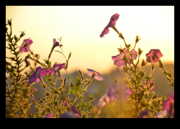 Artistry in Bloom: izveidojiet savu āra meistardarbu