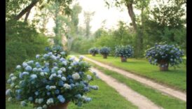 Āra elegance: dārza dizains, kas pārsniedz cerības