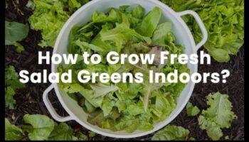 Lapu labums: izpētiet svaigu un košu zaļo maisījumu pasauli