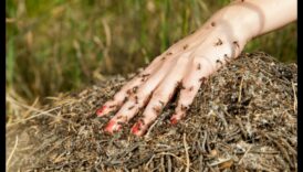 Rāpošana, rāpošana un kontrole: dārza kaitēkļu aizsardzības apguve