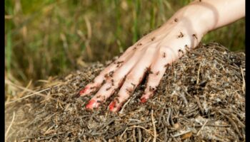 Rāpošana, rāpošana un kontrole: dārza kaitēkļu aizsardzības apguve