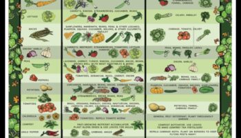 Zaļie biedri: orientēšanās kompanjonu stādīšanas mākslā