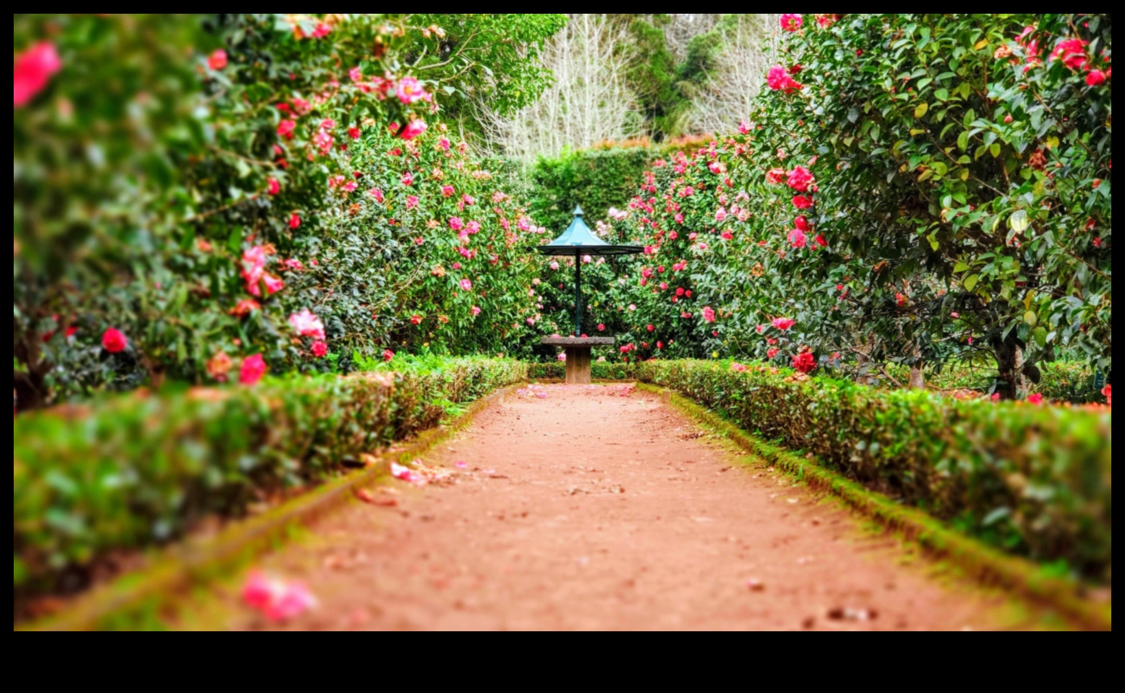 Ziedu simfonija: dabas saskaņošana ar pārdomātu dārza kopšanu